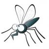 mosquito